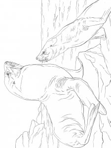 Sea Lion coloring page - picture 4