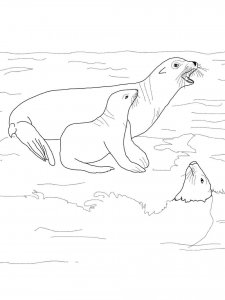 Sea Lion coloring page - picture 5