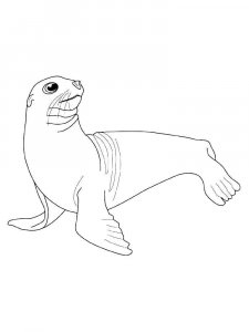 Sea Lion coloring page - picture 7