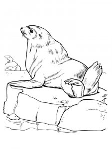 Sea Lion coloring page - picture 8