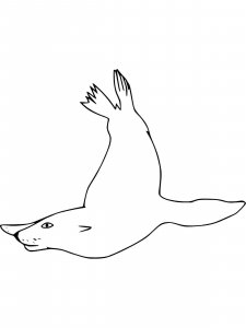 Sea Lion coloring page - picture 9