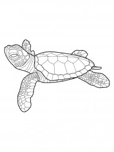 Sea Turtle coloring page - picture 1
