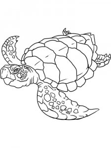 Sea Turtle coloring page - picture 13