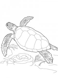 Sea Turtle coloring page - picture 15
