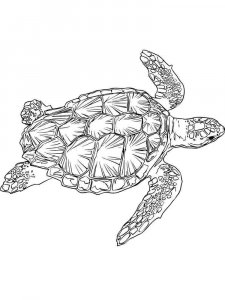 Sea Turtle coloring page - picture 20