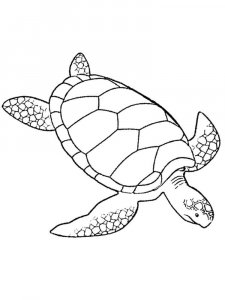 Sea Turtle coloring page - picture 22