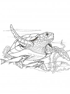 Sea Turtle coloring page - picture 24