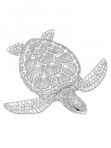 Sea Turtle coloring page - picture 27