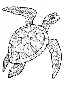Sea Turtle coloring page - picture 31