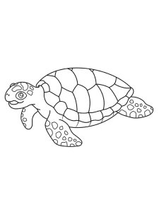Sea Turtle coloring page - picture 33
