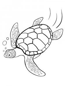 Sea Turtle coloring page - picture 7