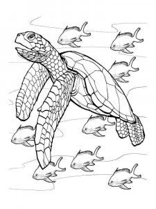 Sea Turtle coloring page - picture 8