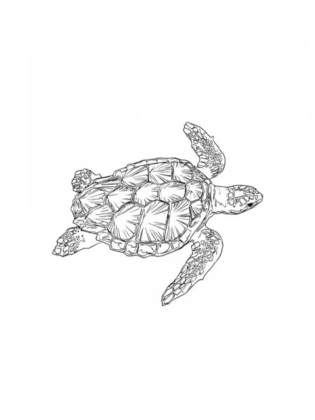 Sea Turtle coloring pages