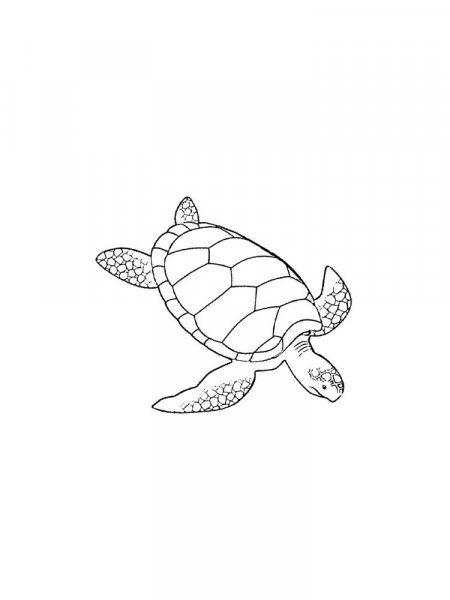 Sea Turtle coloring pages