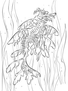 Seadragon coloring page - picture 11