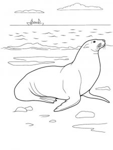 Seal coloring page - picture 10