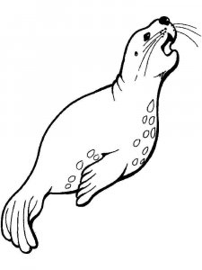 Seal coloring page - picture 11