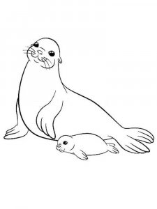 Seal coloring page - picture 13