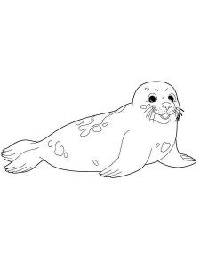 Seal coloring page - picture 14