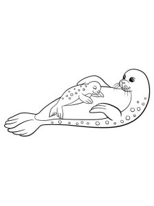 Seal coloring page - picture 2