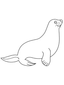 Seal coloring page - picture 3