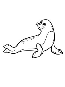 Seal coloring page - picture 4