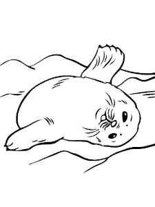 Seal coloring page - picture 7