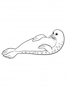 Seal coloring page - picture 8