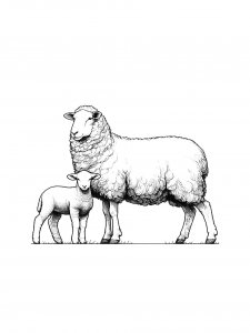 Sheep Coloring Pages 40