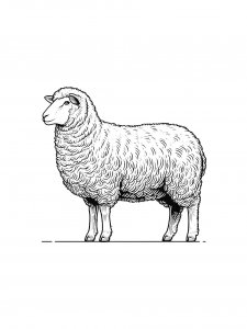 Sheep Coloring Pages 45