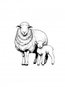 Sheep Coloring Pages 46