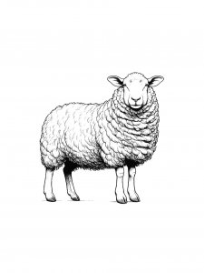 Sheep Coloring Pages 48