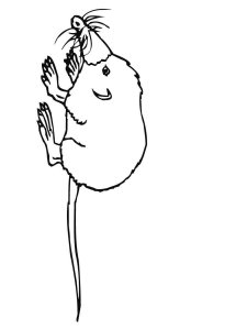 Shrew coloring page - picture 10