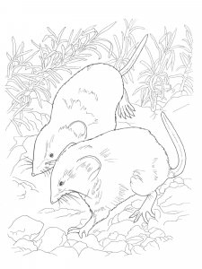 Shrew coloring page - picture 11