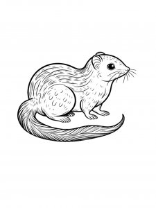 Shrew Coloring Pages 15