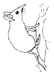 Shrew coloring page - picture 3