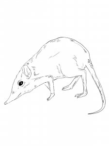 Shrew coloring page - picture 4