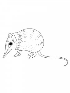 Shrew coloring page - picture 5