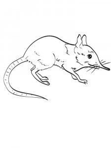 Shrew coloring page - picture 9