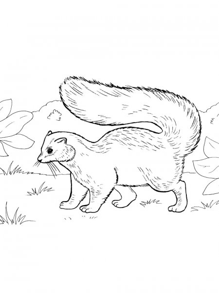 Skunk coloring pages