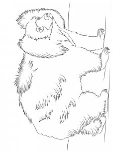Sloth Bear coloring page - picture 2