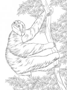 Sloth coloring page - picture 13