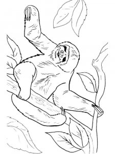Sloth coloring page - picture 14