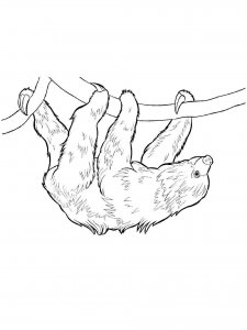 Sloth coloring page - picture 16