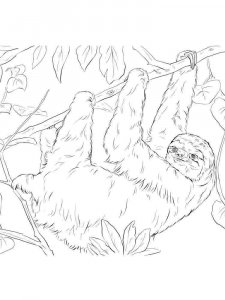 Sloth coloring page - picture 18