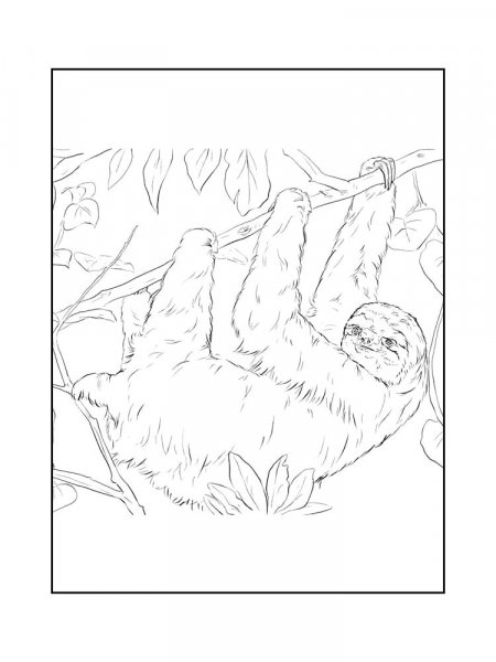 Sloth Coloring Pages