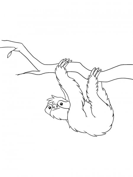 Sloth coloring pages