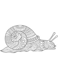 Snail coloring page - picture 24