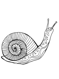 Snail coloring page - picture 6