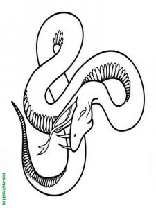Snake coloring page - picture 10